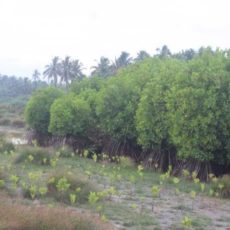 SEEDS_mangrove_area_3